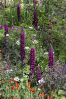 Lupinus 'Masterpiece' rise above mixed perennial border