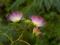 Albizia julibrissin Persian silk tree flowering