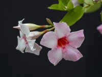 Mandevilla sanderi  flowering
