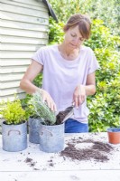 Woman planting curry plant in bucket
