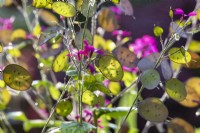 Lunaria annua - Honesty seed pods