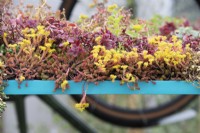 Colourful sedum roof on a bike shed in the Could Car Less garden at RHS Tatton park flower show 2022 - Designed by Christine Leung with the Taking Root in Bootle Community Growers