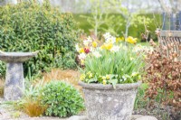 Tulipa 'Gravota', 'Happy People', Narcissus 'Pueblo' and yellow Pansies in a large layered container