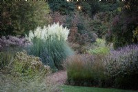 The Knoll Gardens at sunrise in Autumn  with a large clump of  Cortaderia selloana, Pampas grass, next to a stand of Miscanthus. Also present are Verbena bonariensis and Persicaria amplexicaulis.