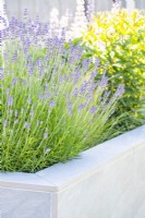 Lavendula augustifolia 'Hidcote' - Lavender in raised bed