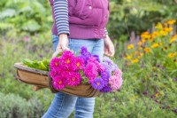 Carrying a trug of mixed Callistephus - China Asters