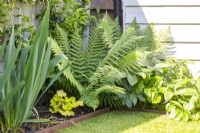 Dryopteris filix-mas planted in the corner of a border