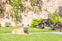 Dog sitting on lawn