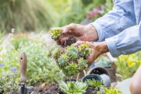 Woman separating succulent to plant in crevice garden
