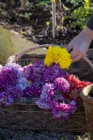 Cutting dahlia flowers and placing them in a trug