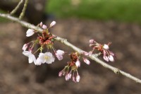Prunus 'Taoyoma Zakura' - April