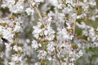 Prunus 'Snow Showers' - April