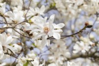 Magnolia stellata 'Two Stones' - April