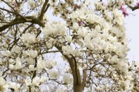 Magnolia heptapeta - Yulan magnolia - April