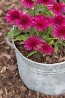 Echinacea 'Delicious Candy' - Coneflowers in a container
