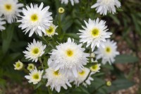 Leucanthemum x superbum 'Wirral Supreme' - Shasta daisy