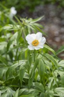 Paeonia emodi - Himalayan peony