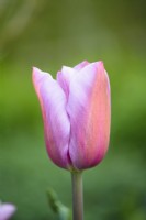 Tulipa 'Mistress Mystic' 