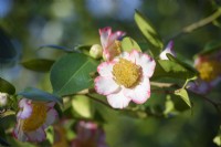 Camellia japonica 'Okan'