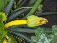 Cucurbita - Yellow courgette and flowers