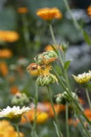 Calendula officinalis - Pot marigold flower going to seed