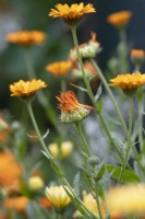 Calendula officinalis - Pot marigold flower going to seed