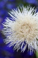 Centaurea americana 'Aloha Blanca' - Basket Flower