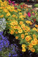 Tagetes x patula - French marigolds in the Queen's Platinum Jubilee Jewel Garden flowerbed at Tatton Park Flower show 2022 - Designed by Sarah Green