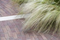 Stipa tenuissima - Mexican feather grass along a brick path