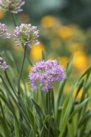 Allium hollandicum 'Little Sapphire' - Ornamental onion