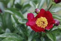 Paeonia lactiflora 'Rose of Delight'