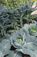 Brassica oleracea - Cabbage tundra and Cavolo Nero Kale 