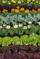 Lactuca sativa, tagetes, and brassica oleracea var. italica - Combination planting of lettuce, marigolds and broccoli in the Backyard Buffet plot at RHS Tatton Park flower show 2022 - Designed by Sharon Hockenhull