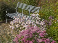 Achillea millefolium 'Heidi'  in flower border with metal seat