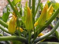 Cucurbita - Yellow courgette flowers
