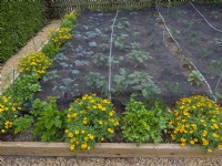 Cabbages protected with netting and planted with companion French Marigolds May Late Spring