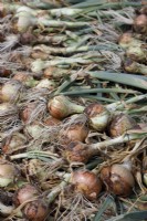 Allium cepa - Onions