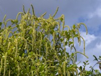 Itea ilicifolia August Summer