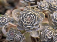 Orostachys Chinese hat