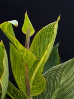 Canna 'Phasion' leaf detail
