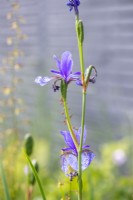 Iris siberica