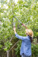 Woman summer pruning a plum tree