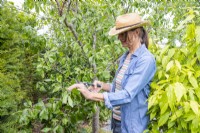 Woman summer pruning a plum tree