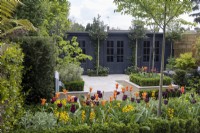 Tulipa 'Ballerina' and 'Queen of Night' in urban garden with contemporary garden office and gym