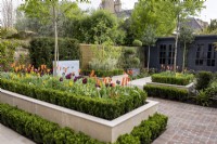 Tulipa 'Ballerina' and 'Queen of Night' in contemporary raised bed in urban garden