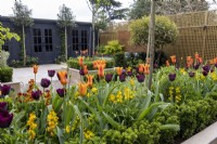 Tulipa 'Ballerina' and 'Queen of Night' in urban garden with contemporary garden office and gym
