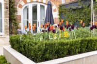 Tulipa 'Ballerina' and 'Queen of Night' in contemporary raised bed in urban garden