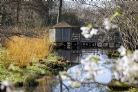 Spring in the Savill Garden, with willows, stream and the old wooden bridge