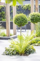 Standard Buxus underplanted with ferns and Heuchera