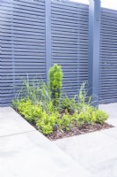 Small square bed with hedging, grasses  and a young upright Yew - Taxus baccata 'Fastigiata'